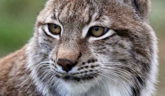 Northern Eurasian Lynx - Lake District Wildlife Park