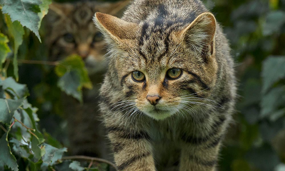 What Is A Wild Cat Called At Hannah Herlitz Blog