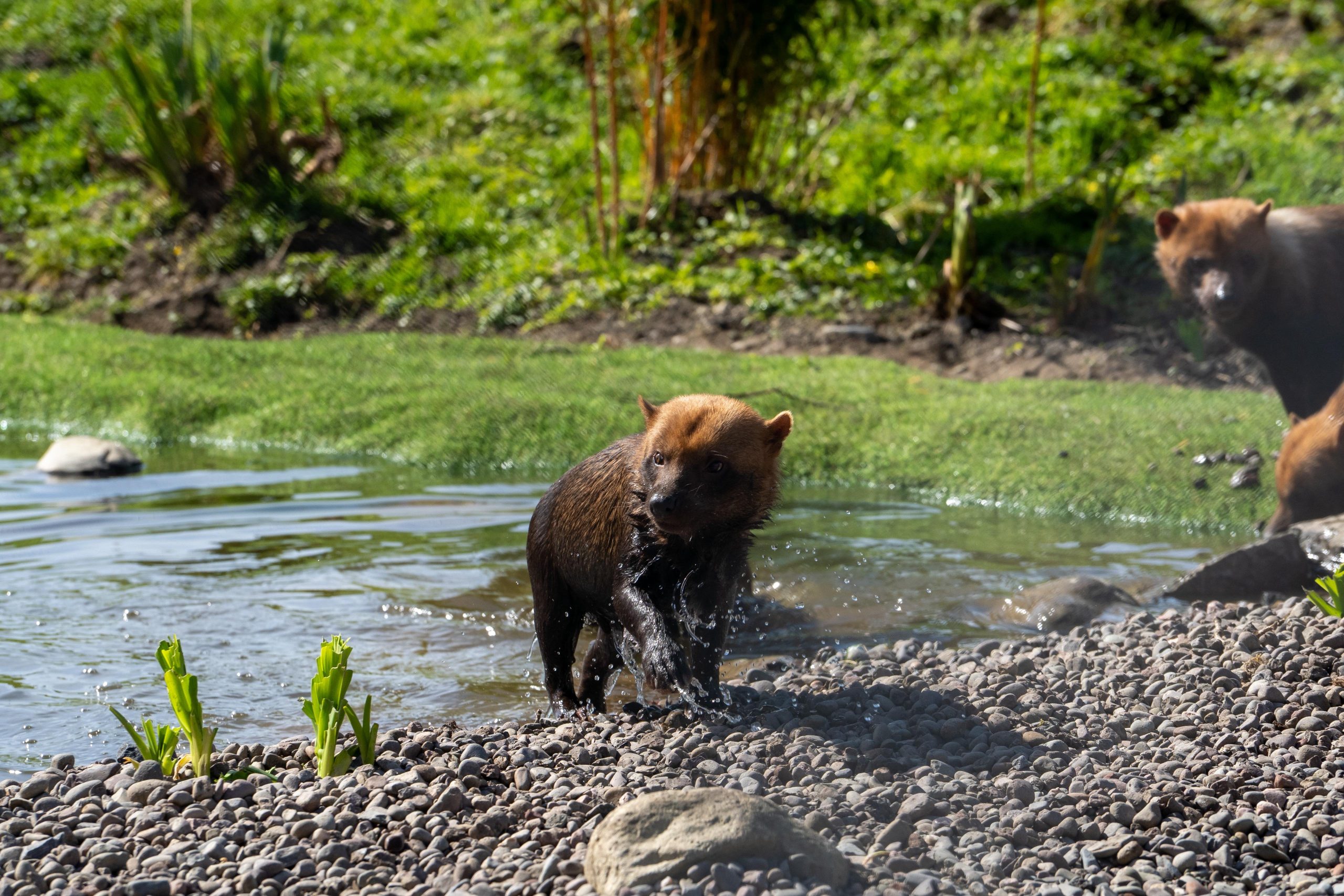 BUSH DOG IN WATER