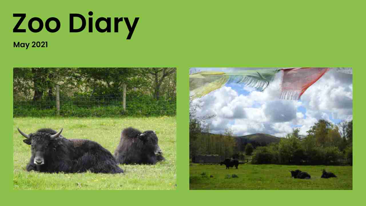 Zoo Diary Template-Max-Quality(10)