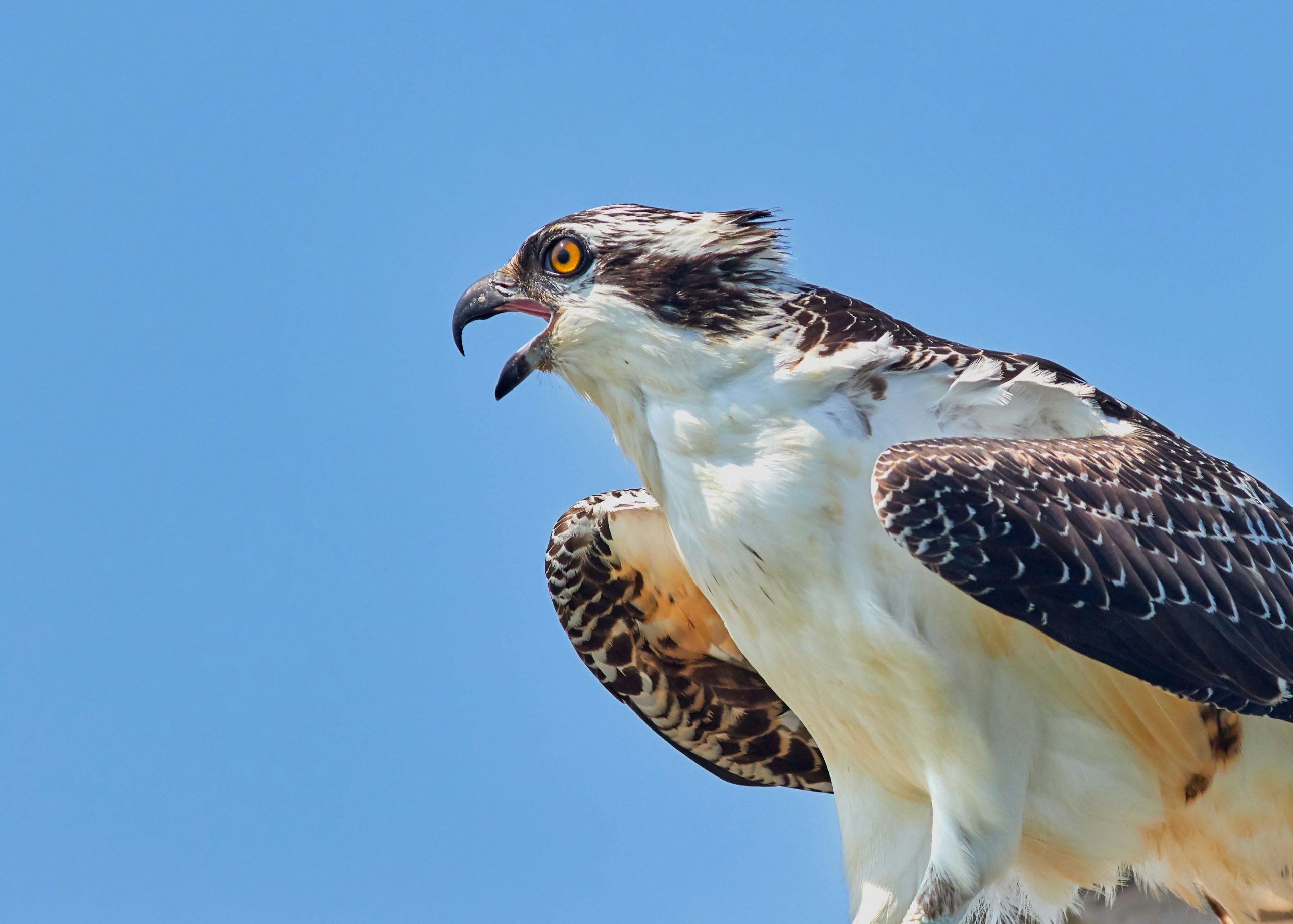Osprey Bird