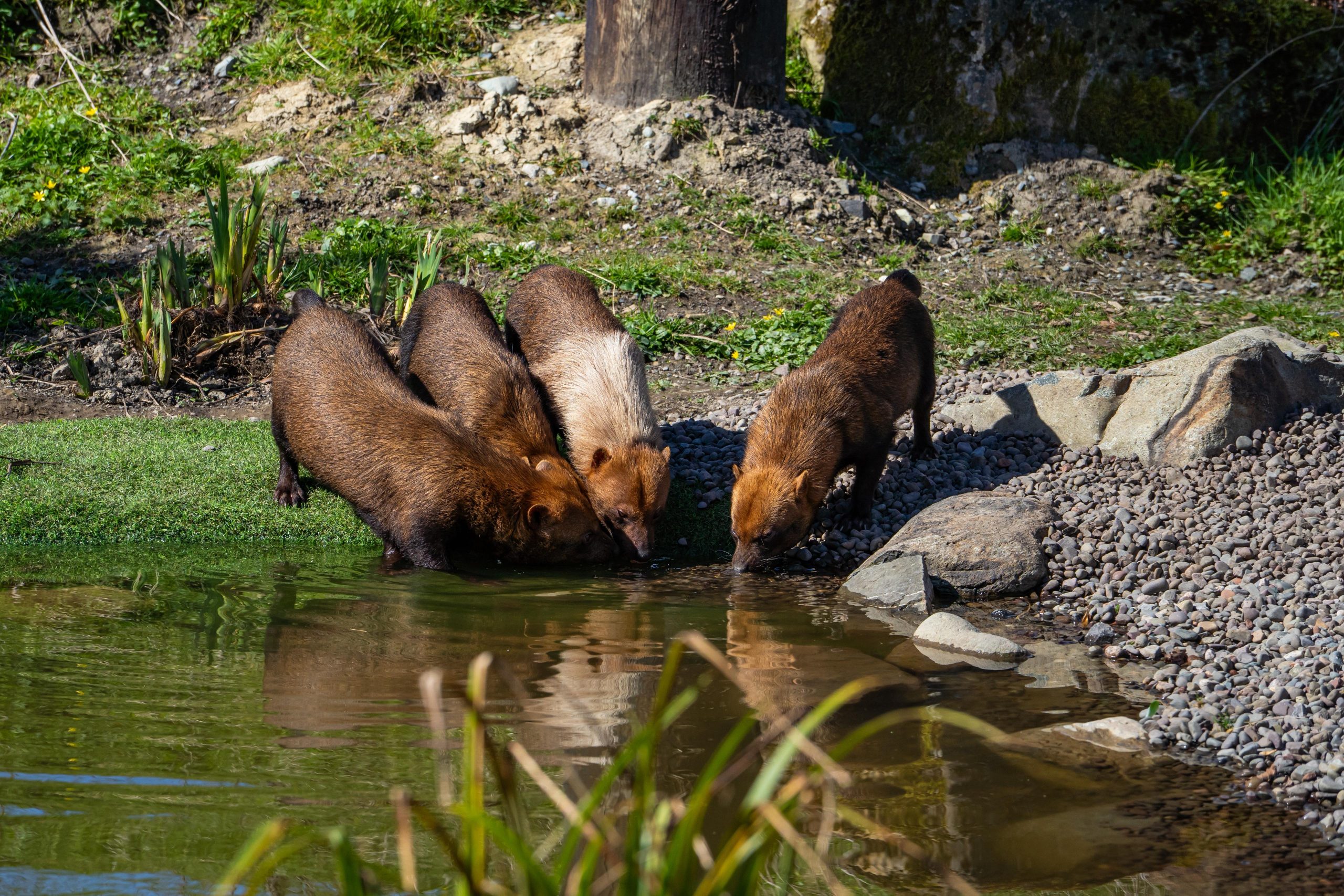 Bush Dogs Grazing